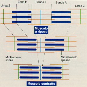 Sarcomero
