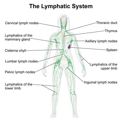 Blausen 0623 LymphaticSystem Female