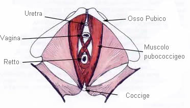 esercizi-di-kegel