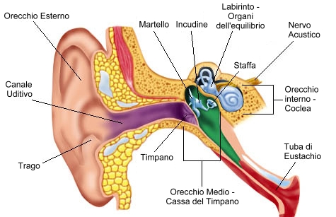 orecchio