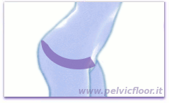 pavimento-pelvico-04