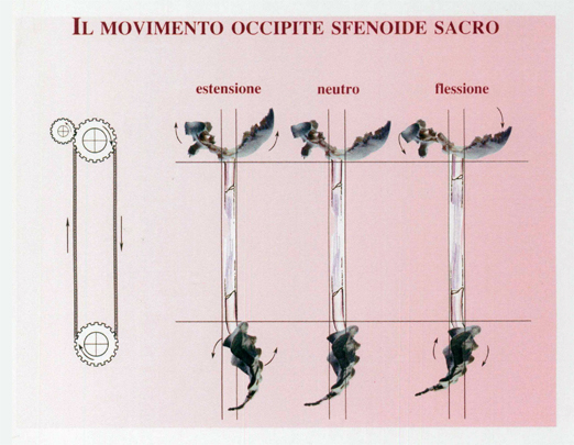 movimentooccipitesfenoide